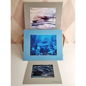 Dolphin Photography Prints